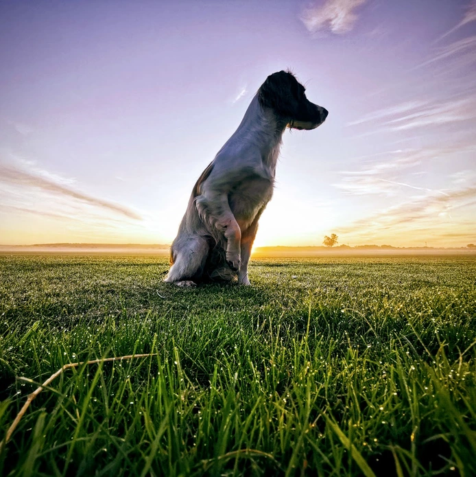 Hound2Heel Dog Walker